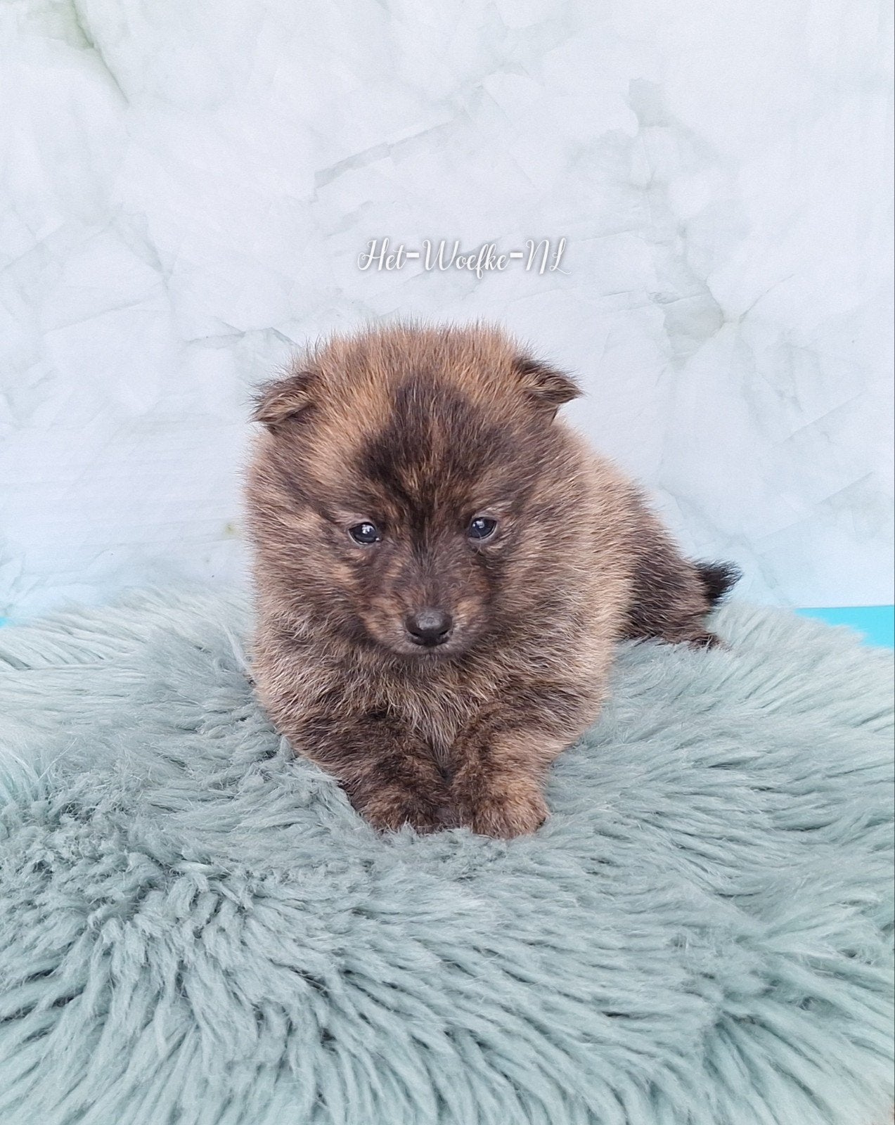 Mars💙 Brindle Pomsky F1b puppy, 8 tot 15 weken, Eén hond, Nederland, Fokker | Hobbymatig