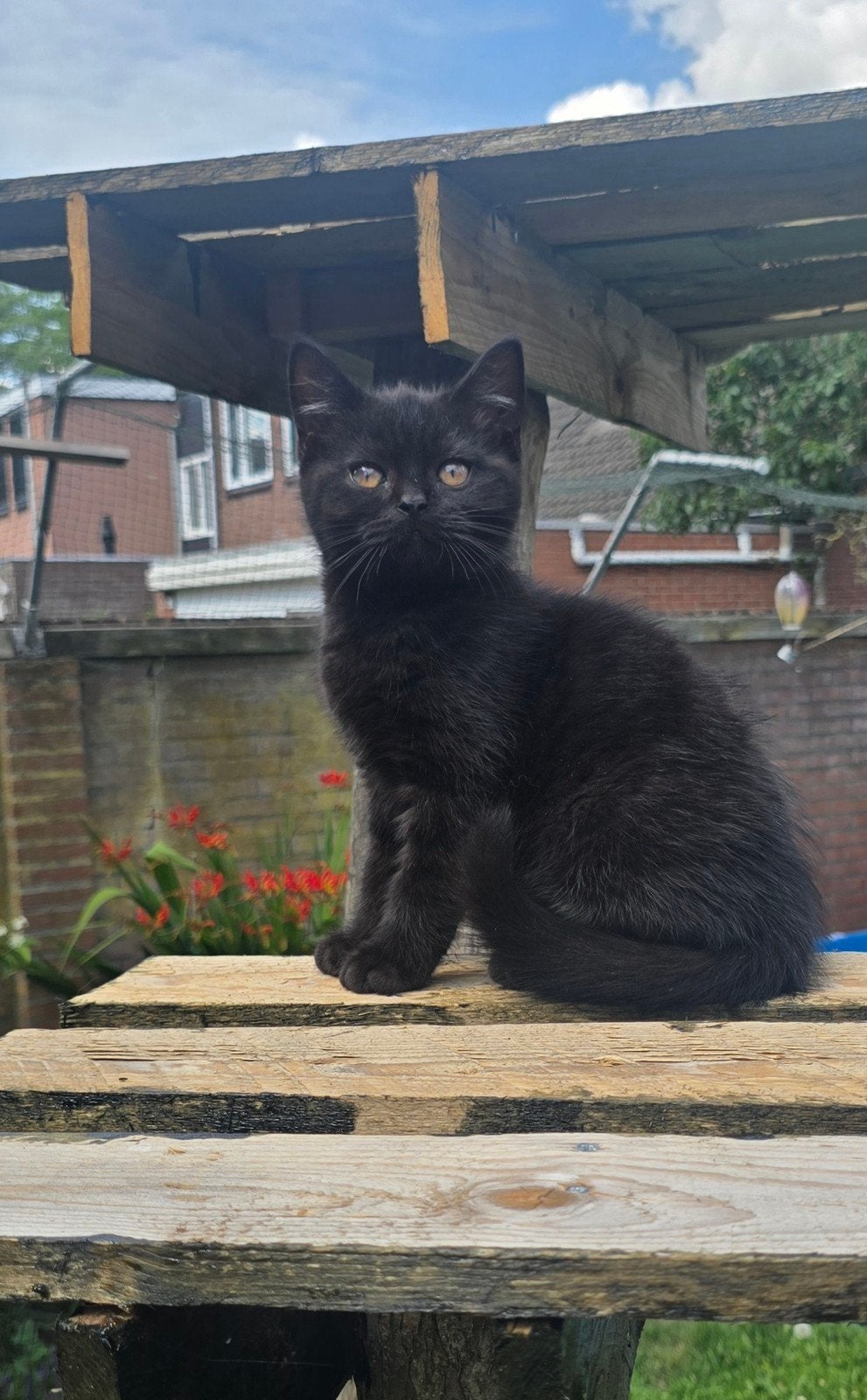 Britse korthaar kitten komt graag bij je liggen. Kan weg, Meerdere dieren, Gechipt, 0 tot 2 jaar