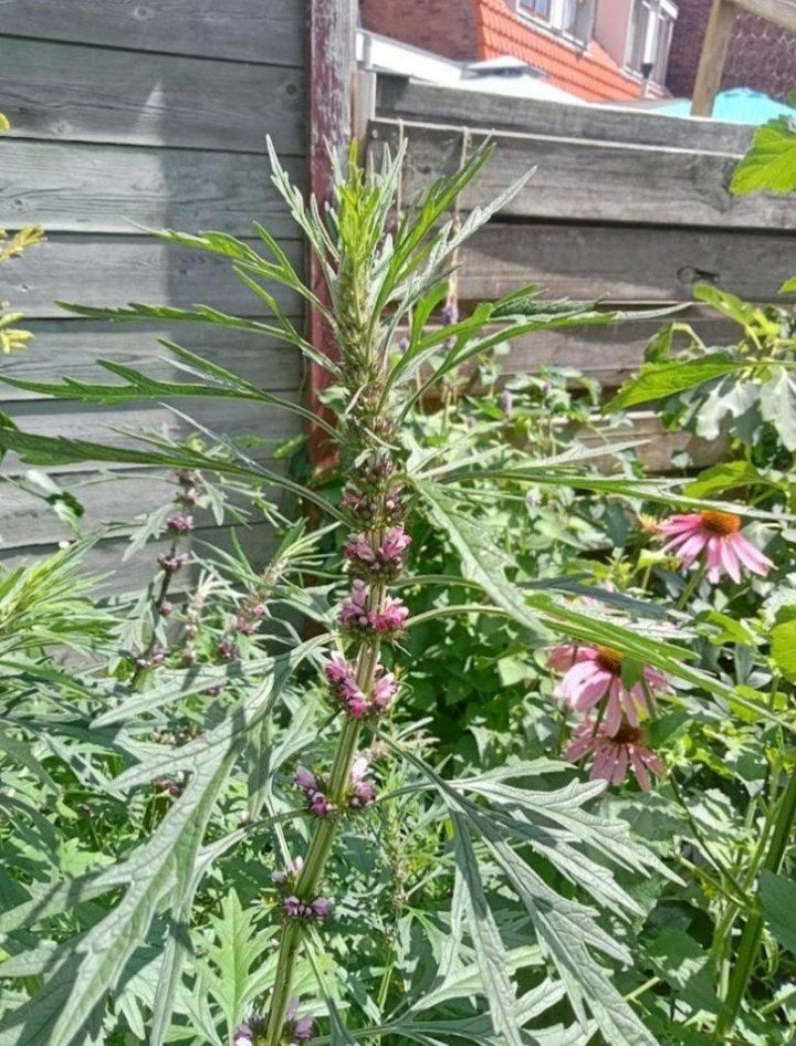 Leonurus sibiricus - Marihuanilla, Siberische hartgespan, Ophalen of Verzenden, Voorjaar, Volle zon, Zaad