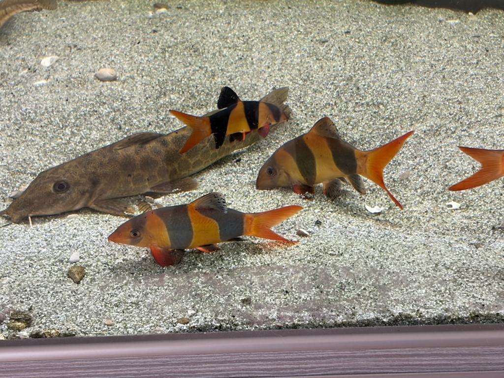 14x grote Clown botia’s ( Chromobotia macracanthus ), Vis