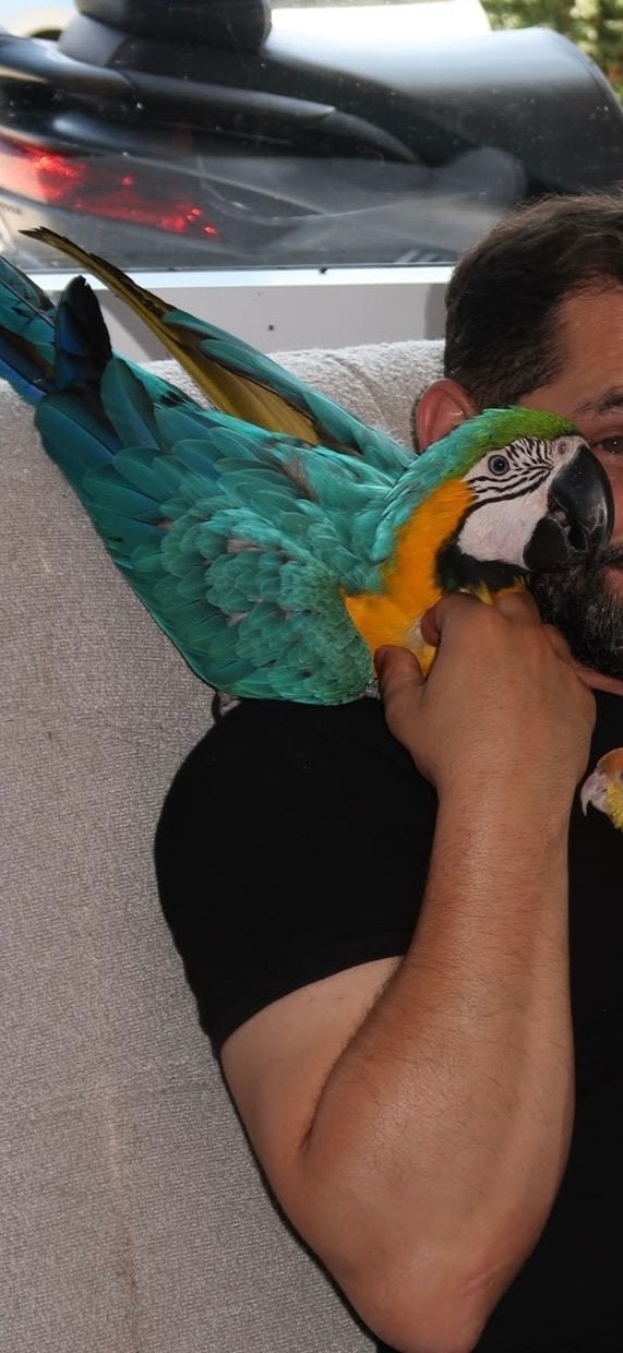 Prachtige lieve blauw gele ara. Free flight en Super tam!!!, Vrouwelijk, Papegaai, Pratend