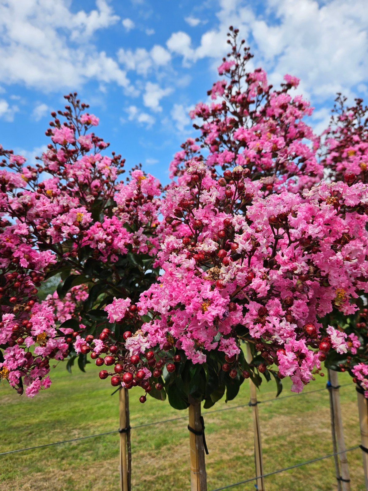 Lagerstroemia Rapsody in Pink / hoogstam / vol bloemen ‼️, 250 tot 400 cm, Zomer, Ophalen, Volle zon