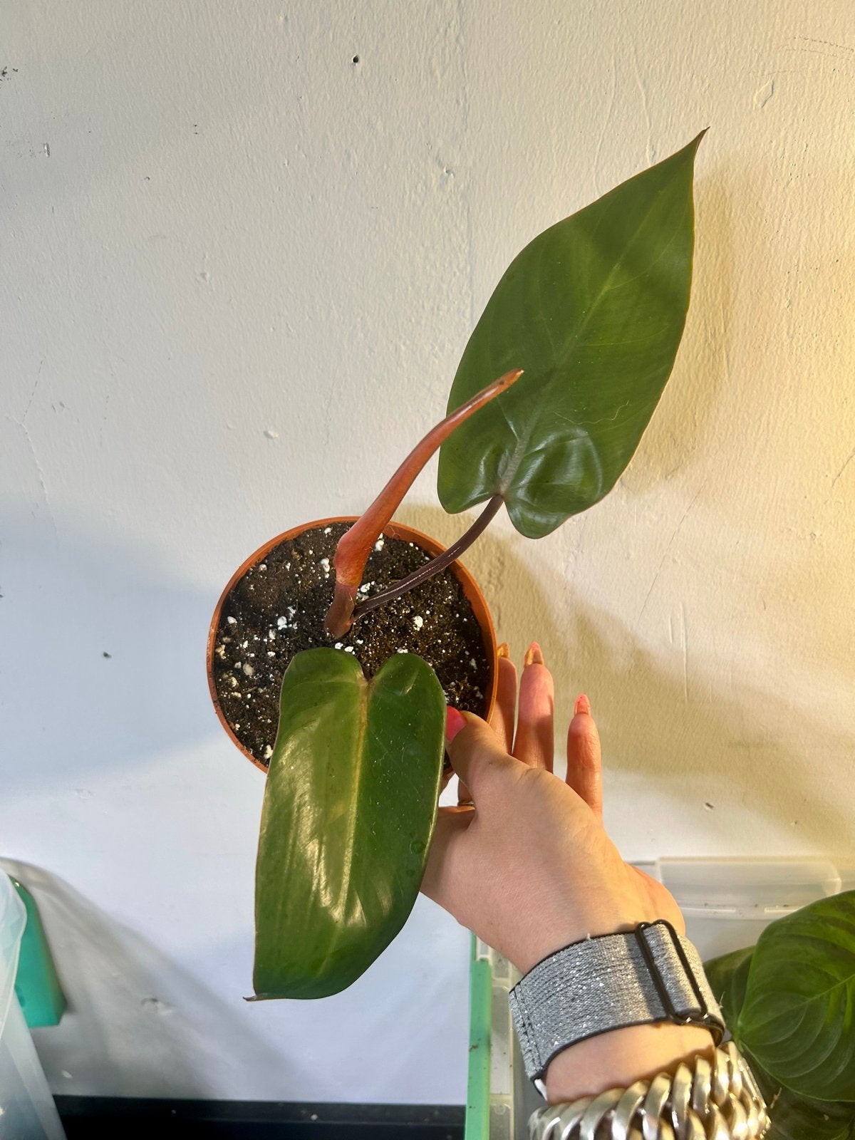 Philodendron Red Emerald - Jonge plant, Ophalen of Verzenden, Halfschaduw, Minder dan 100 cm