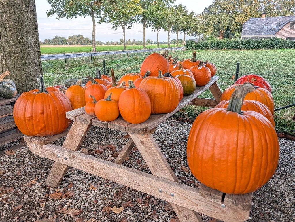 Pompoenen en kalebassen - diverse soorten, Ophalen, Nieuw
