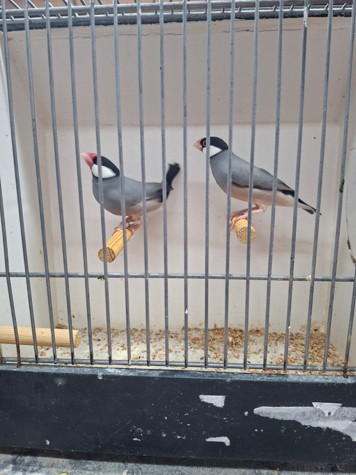 koppels Wildkleur rijstvogels, Dieren en Toebehoren