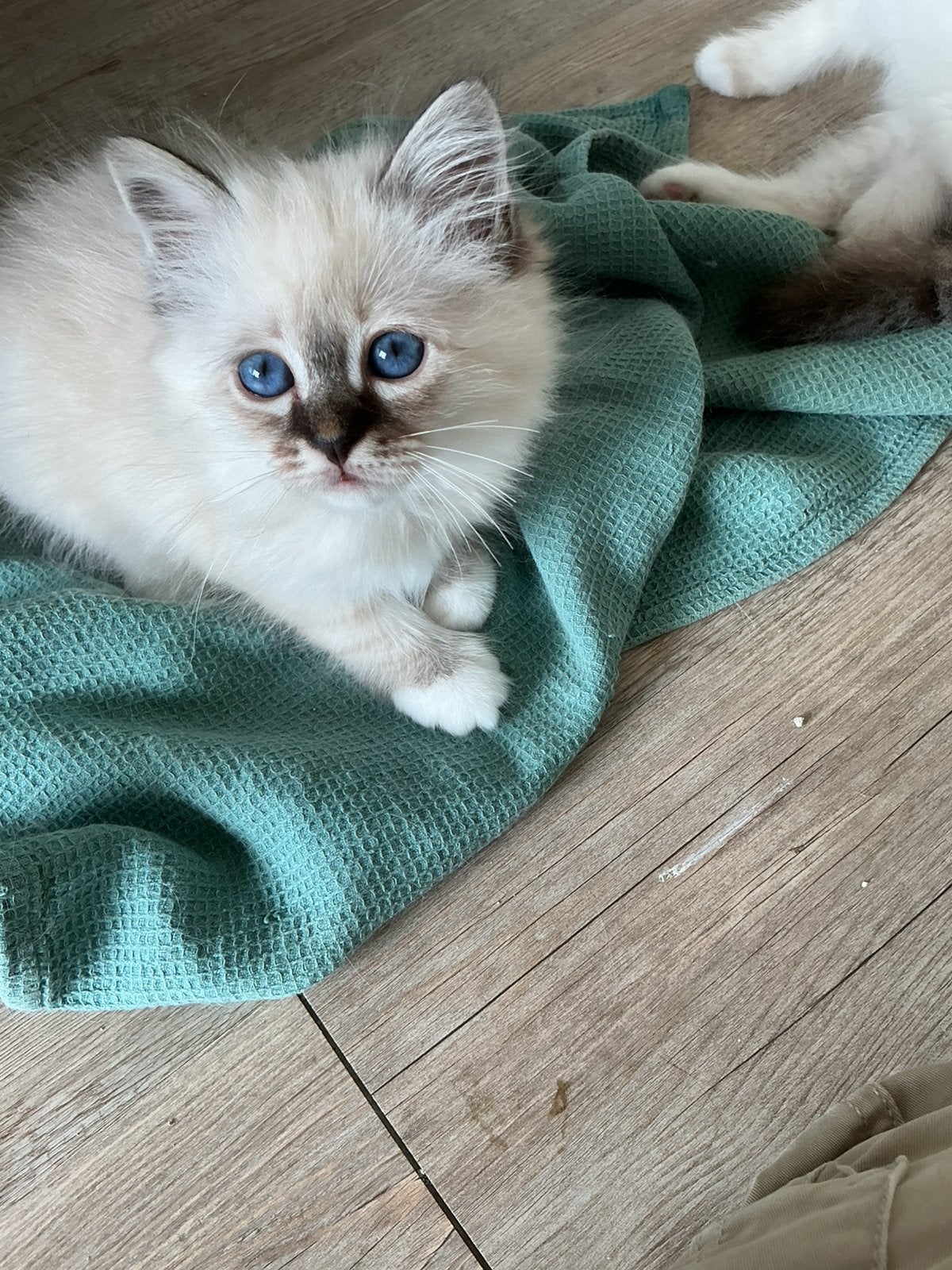 Heilige Birmaan katertjes in tabby points, Kater