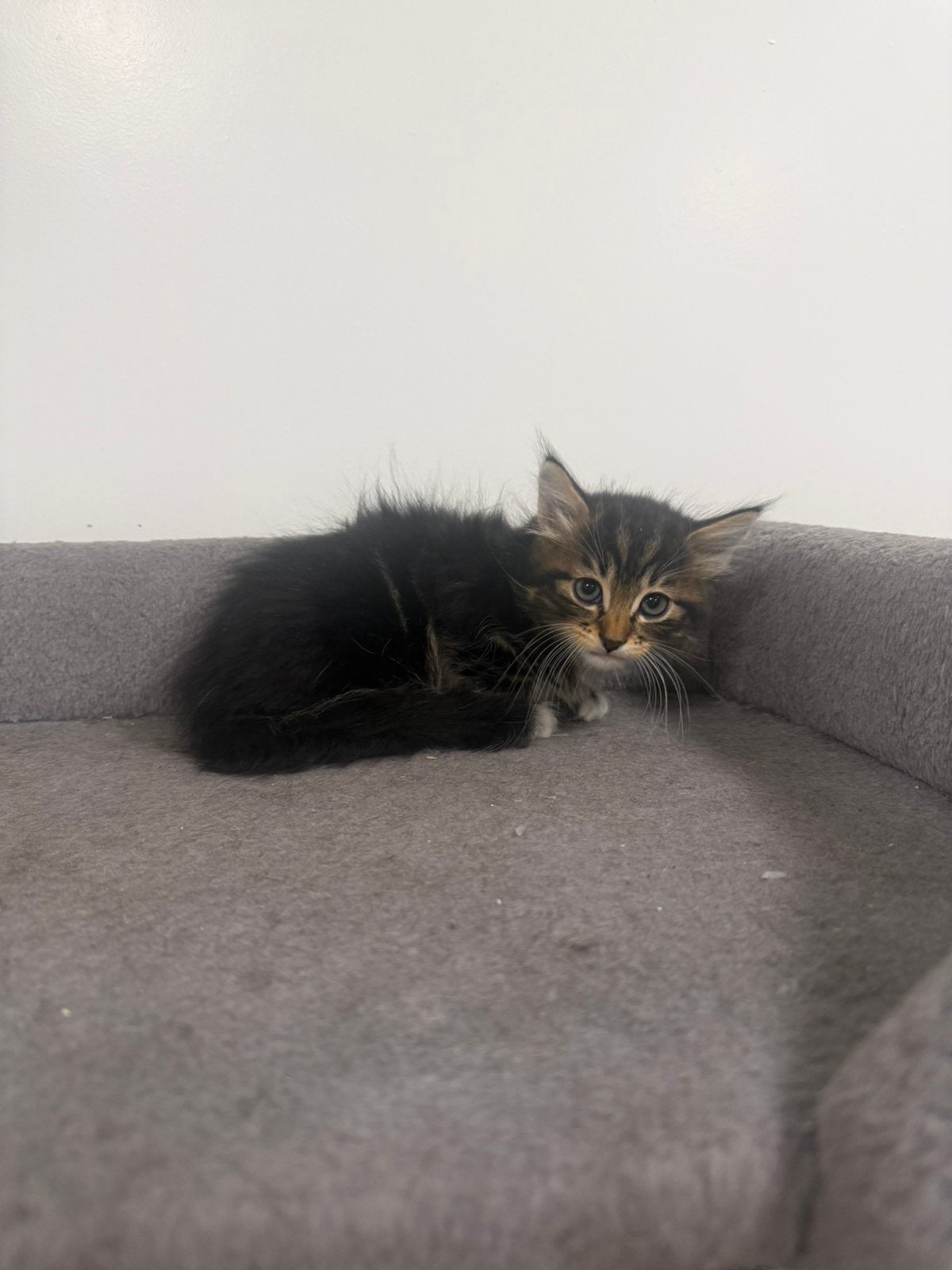 Poesjes, Dieren en Toebehoren, Katten en Kittens | Overige Katten, Poes, Kortharig