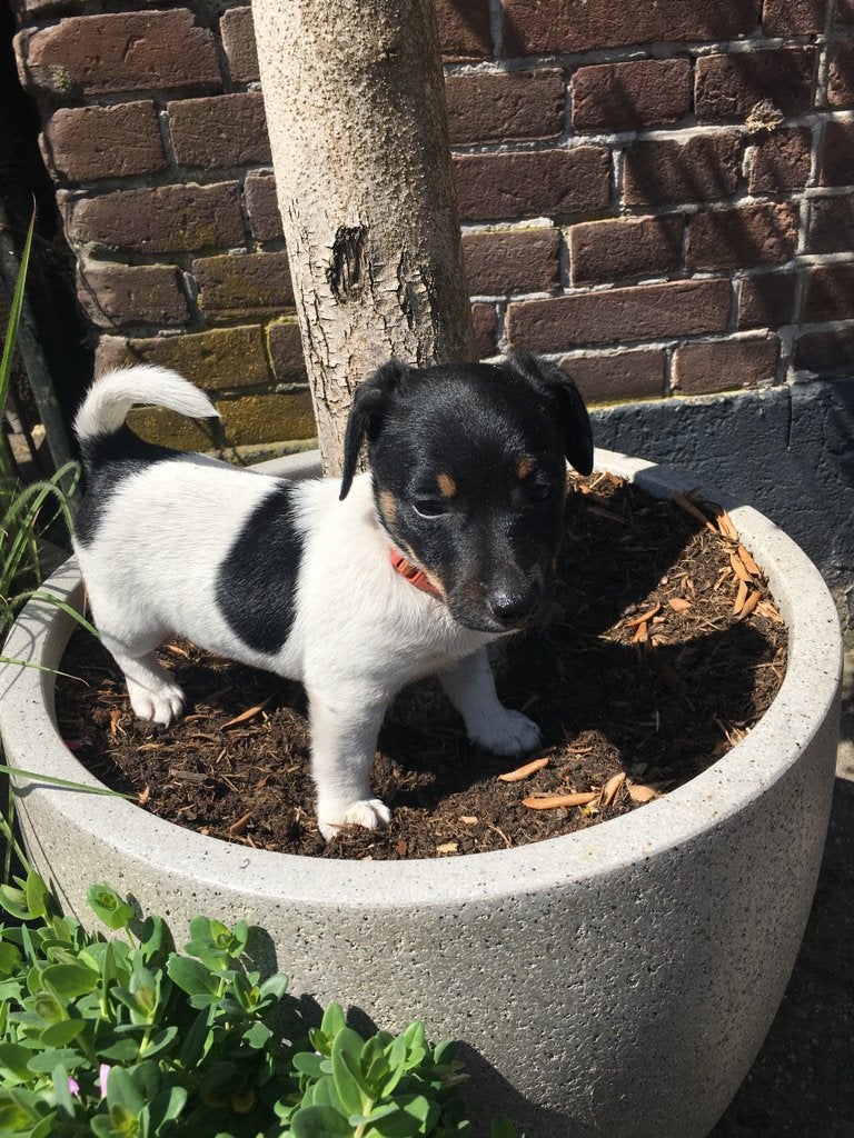 jack russell pup(laagbenig), Jack Russell Terriër, 8 tot 15 weken, Parvo, Meerdere