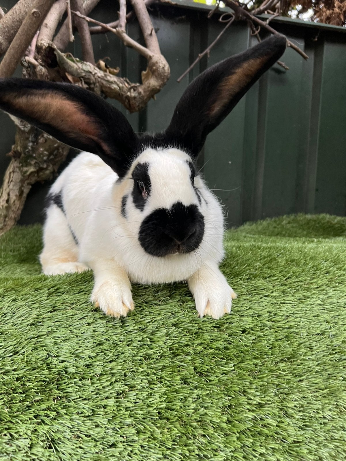 Mooi koppel reuzen Lotharingen met jongen, Dieren en Toebehoren, Konijnen, Meerdere dieren, Groot