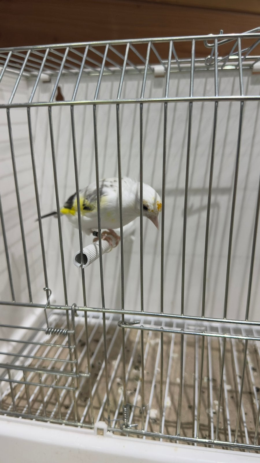 Major putter, Dieren en Toebehoren, Vrouwelijk, Wildzangvogel