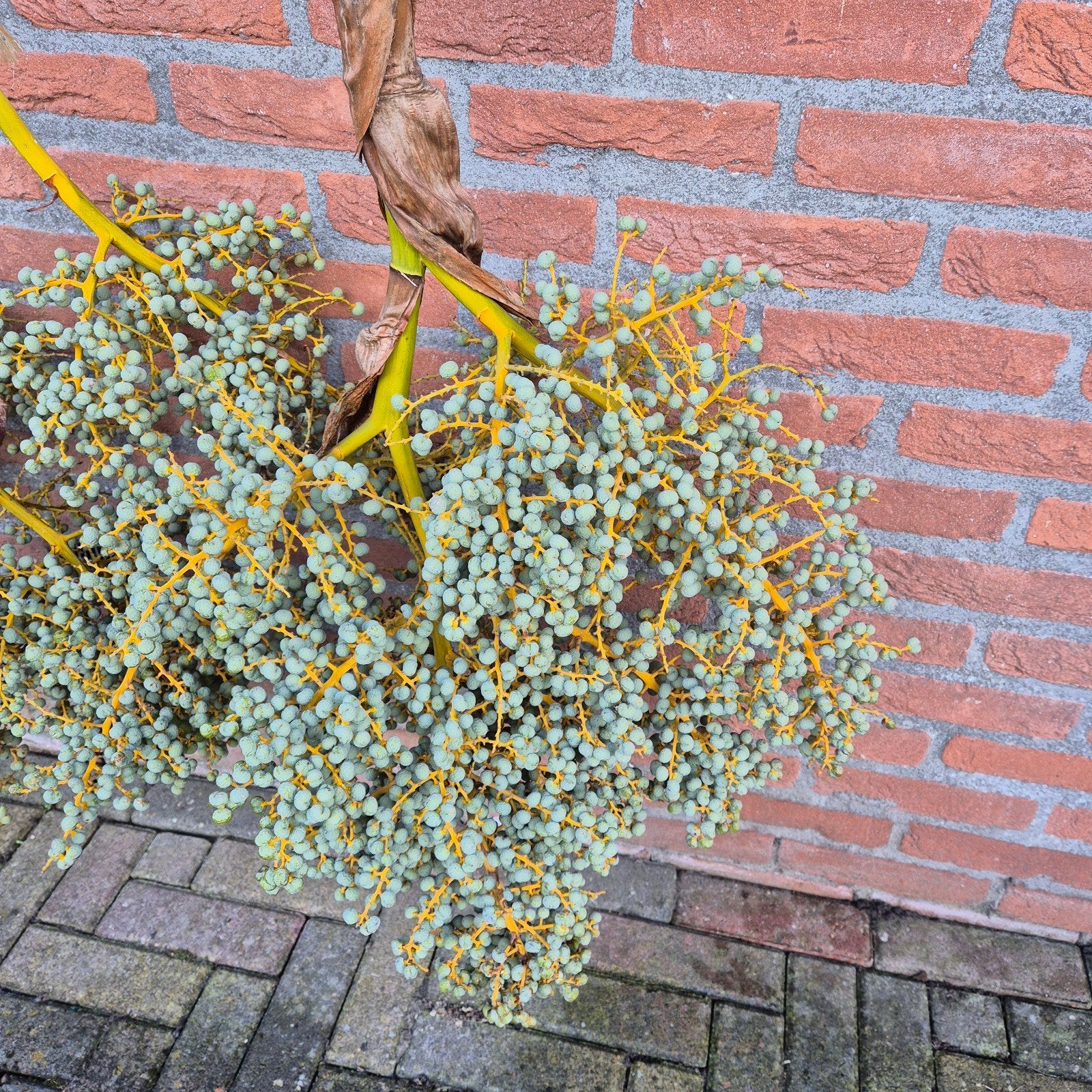 Grote Amandeltak met decoratieve bessen, Ophalen
