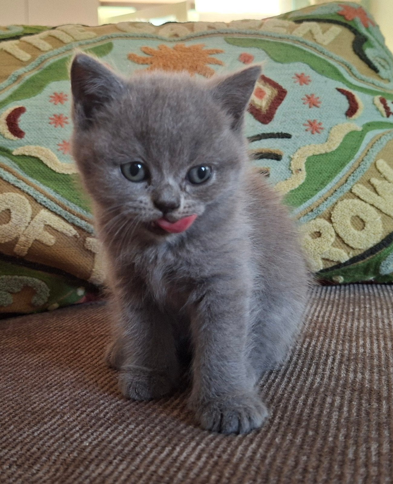 Britse korthaar kitten, Meerdere dieren, Gechipt