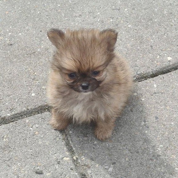 Pomeriaan x chihuahua, Dieren en Toebehoren, Parvo, Overige rassen, 8 tot 15 weken, Meerdere