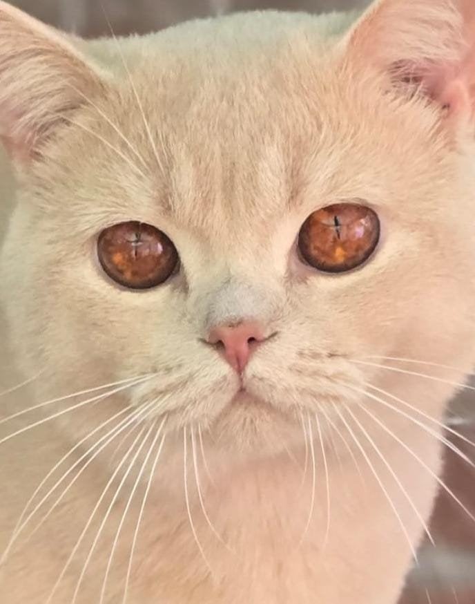 creme brits korthaar dekkater met stamboom. volledig getest, 0 tot 2 jaar