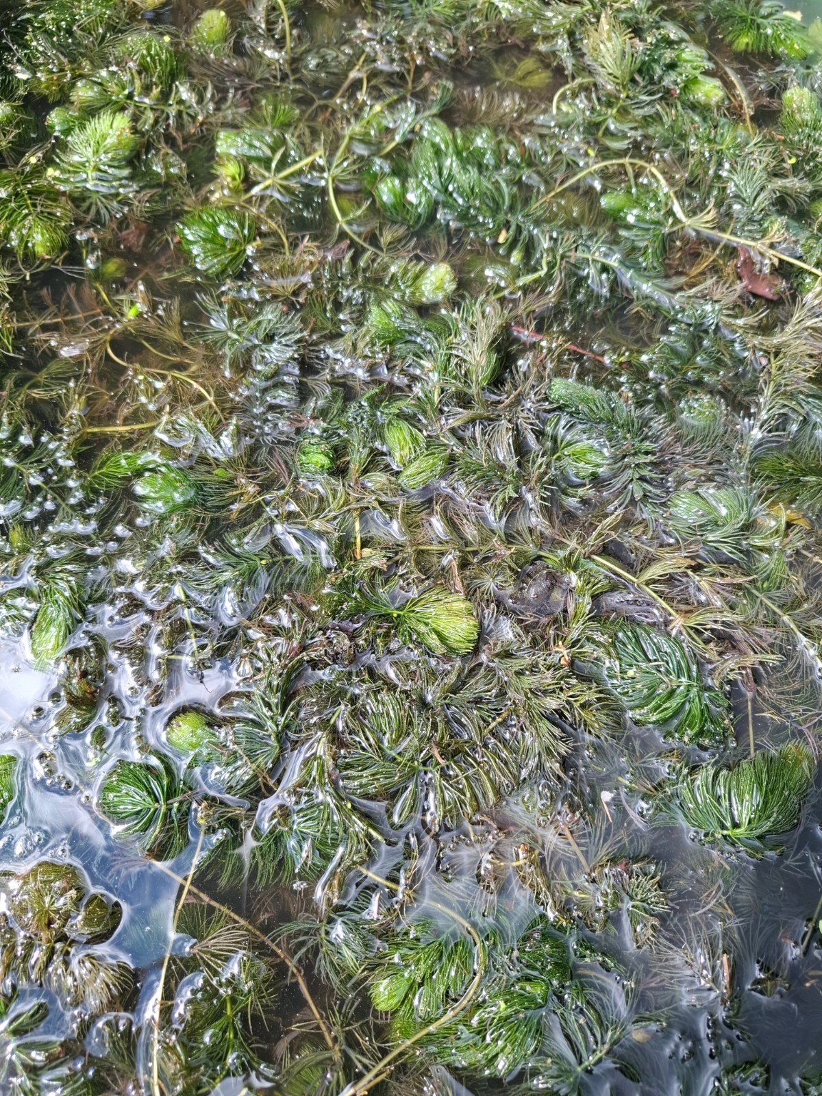 Hoornblad vijverplant, Tuin en Terras, Vijvers, Ophalen, Gebruikt
