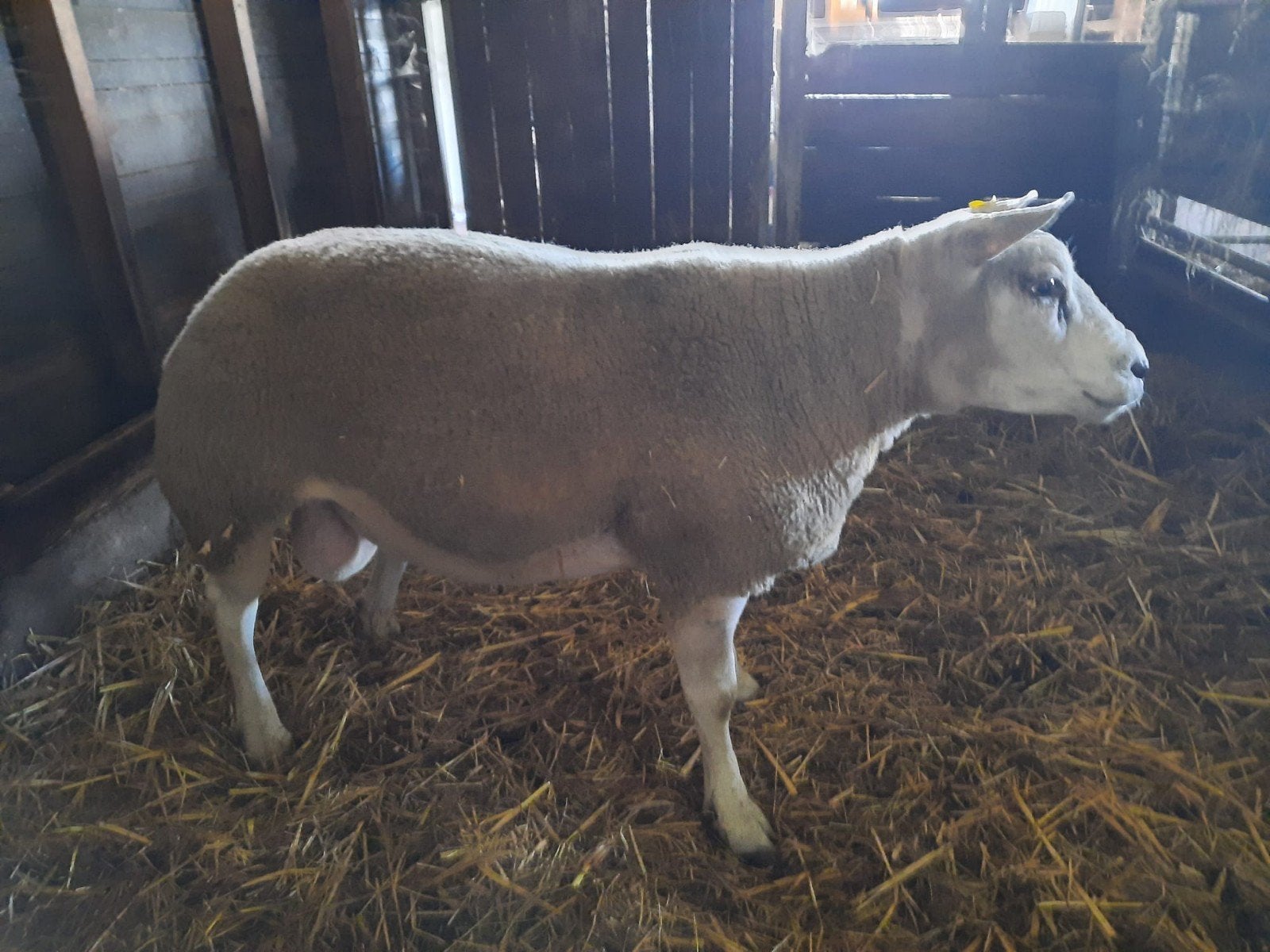 Texelaar ram, Dieren en Toebehoren