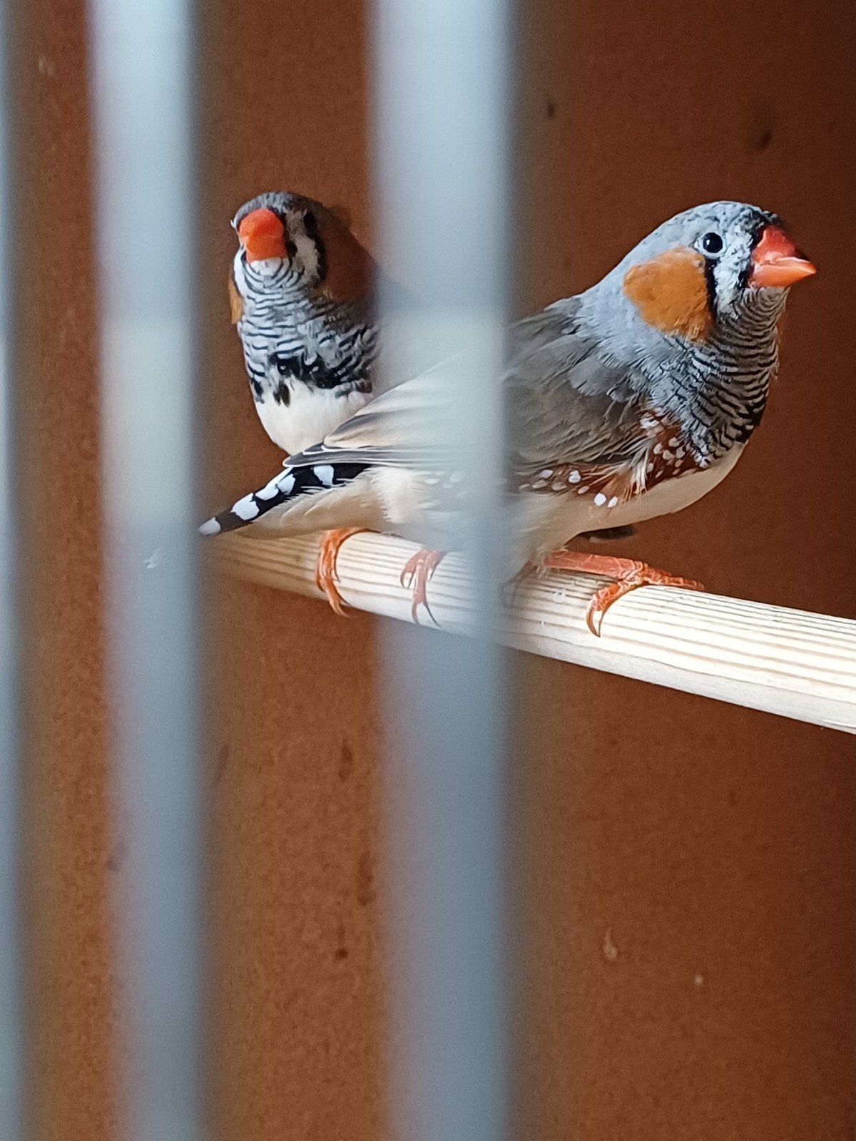 6 zebravinkjes  3 maand en 2maand oud, Dieren en Toebehoren, Mannelijk