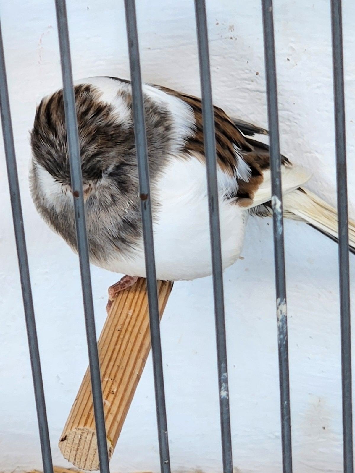 TE KOOP GEVRAAGD PAAR KOPPEL GLOSTERS, Dieren en Toebehoren, Vogels | Kanaries, Meerdere dieren, Kleurkanarie