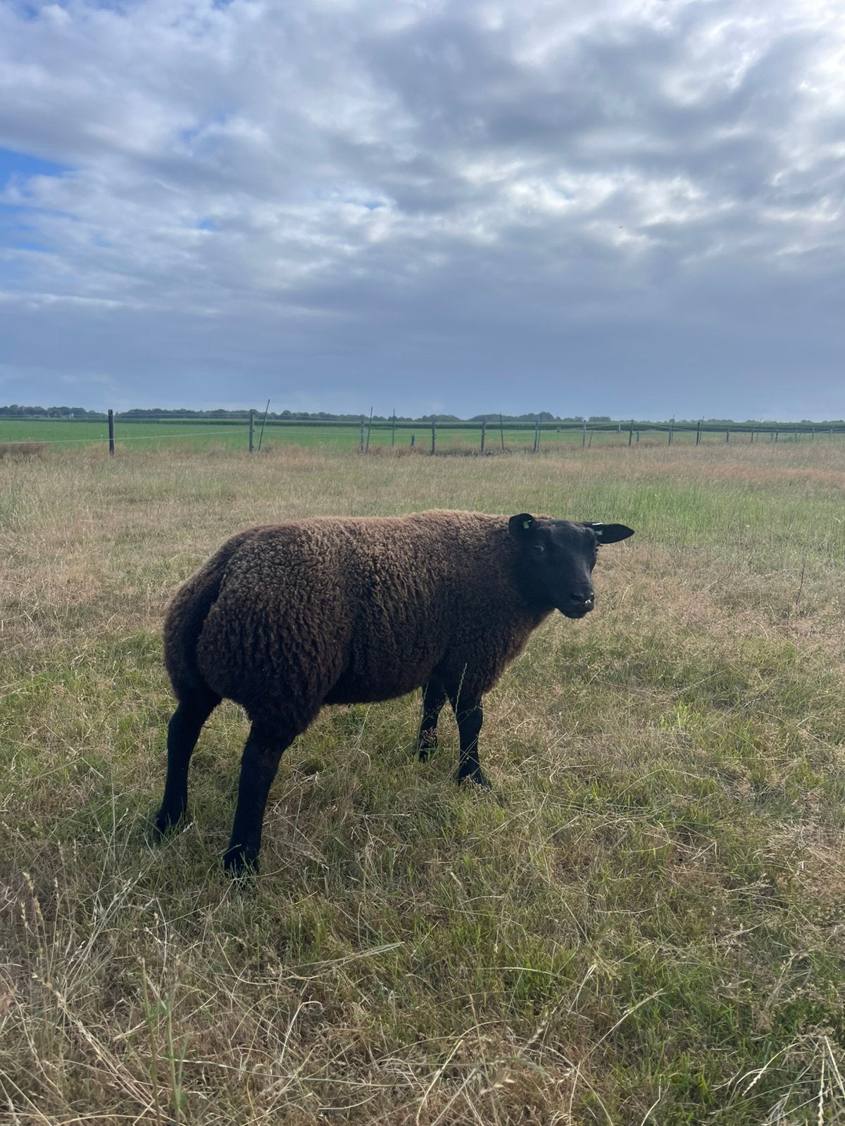 Stamboek Zwarte Texelaar Dekrammen, Dieren en Toebehoren, Mannelijk, Schaap, 0 tot 2 jaar