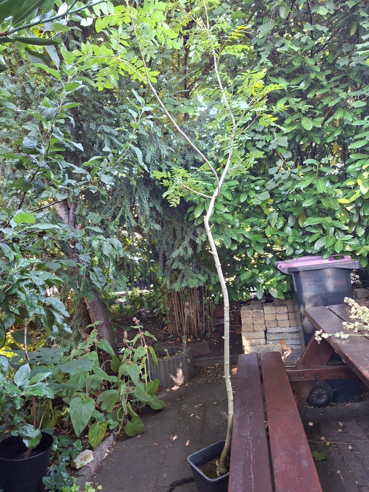 Es volwassen, Tuin en Terras, Planten | Bomen, Ophalen, Bloeit niet, Volle zon, Overige soorten
