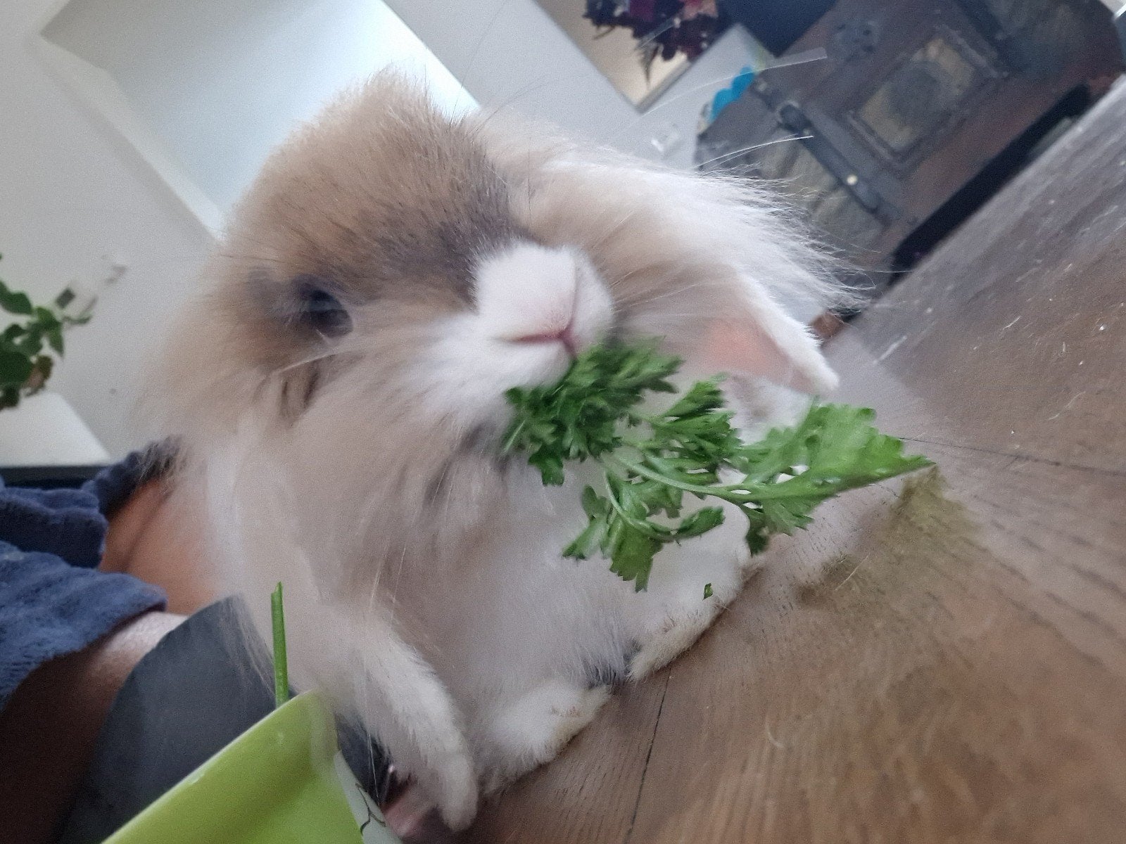 lief mannetjes konijn zoekt nieuw huisje, Dieren en Toebehoren, Kooi, Zo goed als nieuw, Konijn, Ophalen