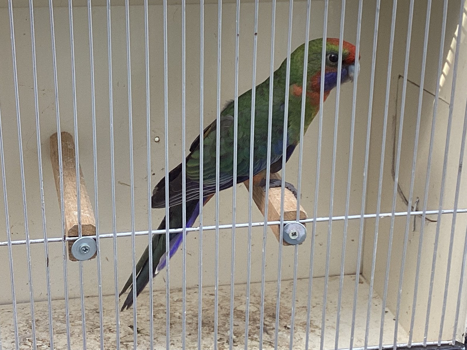 Oranje penant rosella 2026, Dieren en Toebehoren, Meerdere dieren, Parkiet