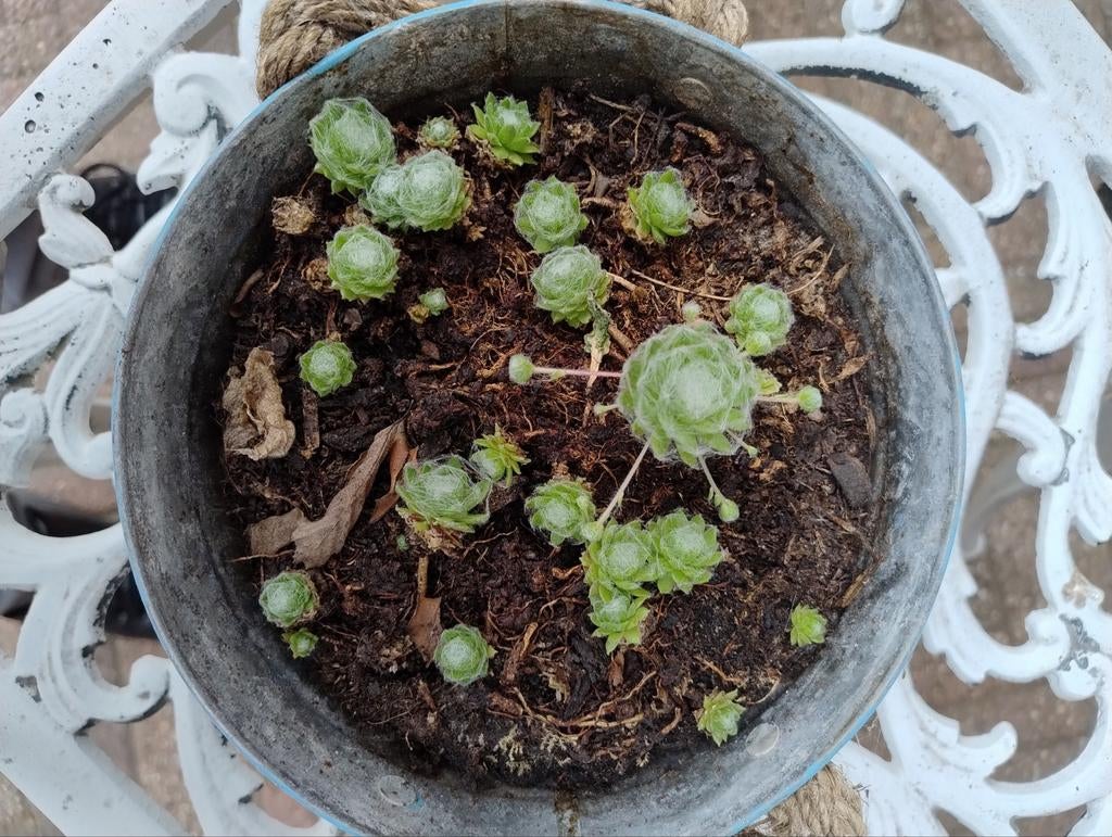 Vetplantjes, Ophalen
