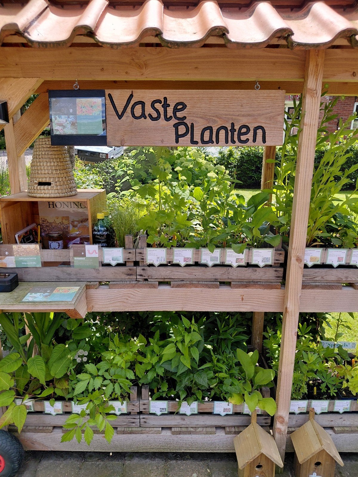 Vaste planten, verse honing & pompoenen, Tuin en Terras, Ophalen, Eenjarig, Overige soorten, Volle zon