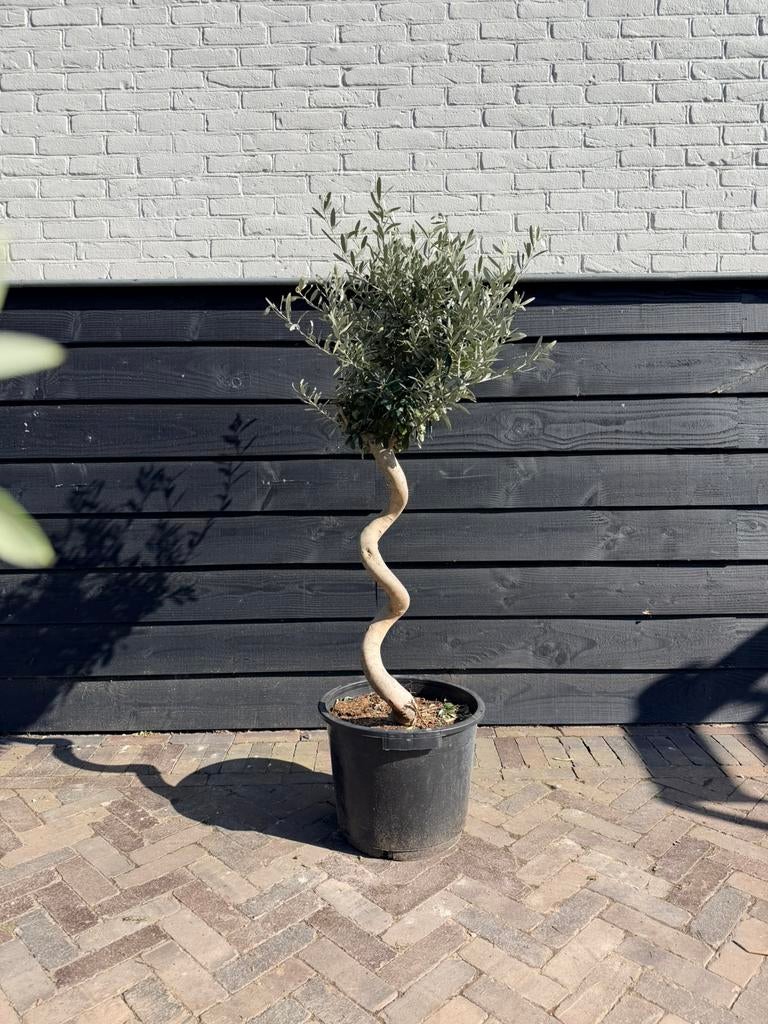 Spiraalolijf, Volle zon, Ophalen of Verzenden, 100 tot 250 cm, Olijfboom