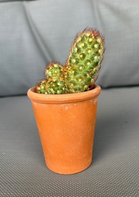Mooie Mammillaria Elongata Cactus in Terracotta Pot, Ophalen, Minder dan 100 cm, Volle zon, In pot