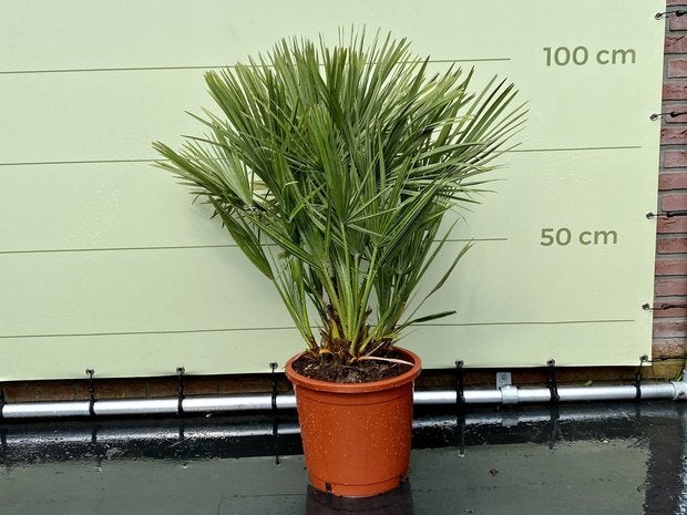 Palmboom - Chamaerops Humilis - stamhoogte 10 cm, Tuin en Terras, In pot, Halfschaduw, Ophalen of Verzenden, 100 tot 250 cm
