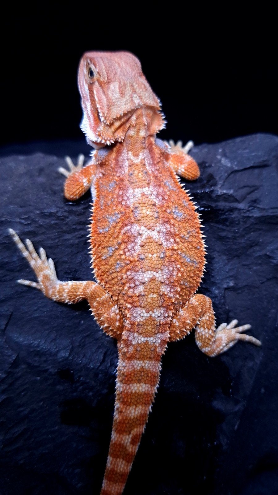 50% Red Monster Hypo het. Translucent
Baardagaam man