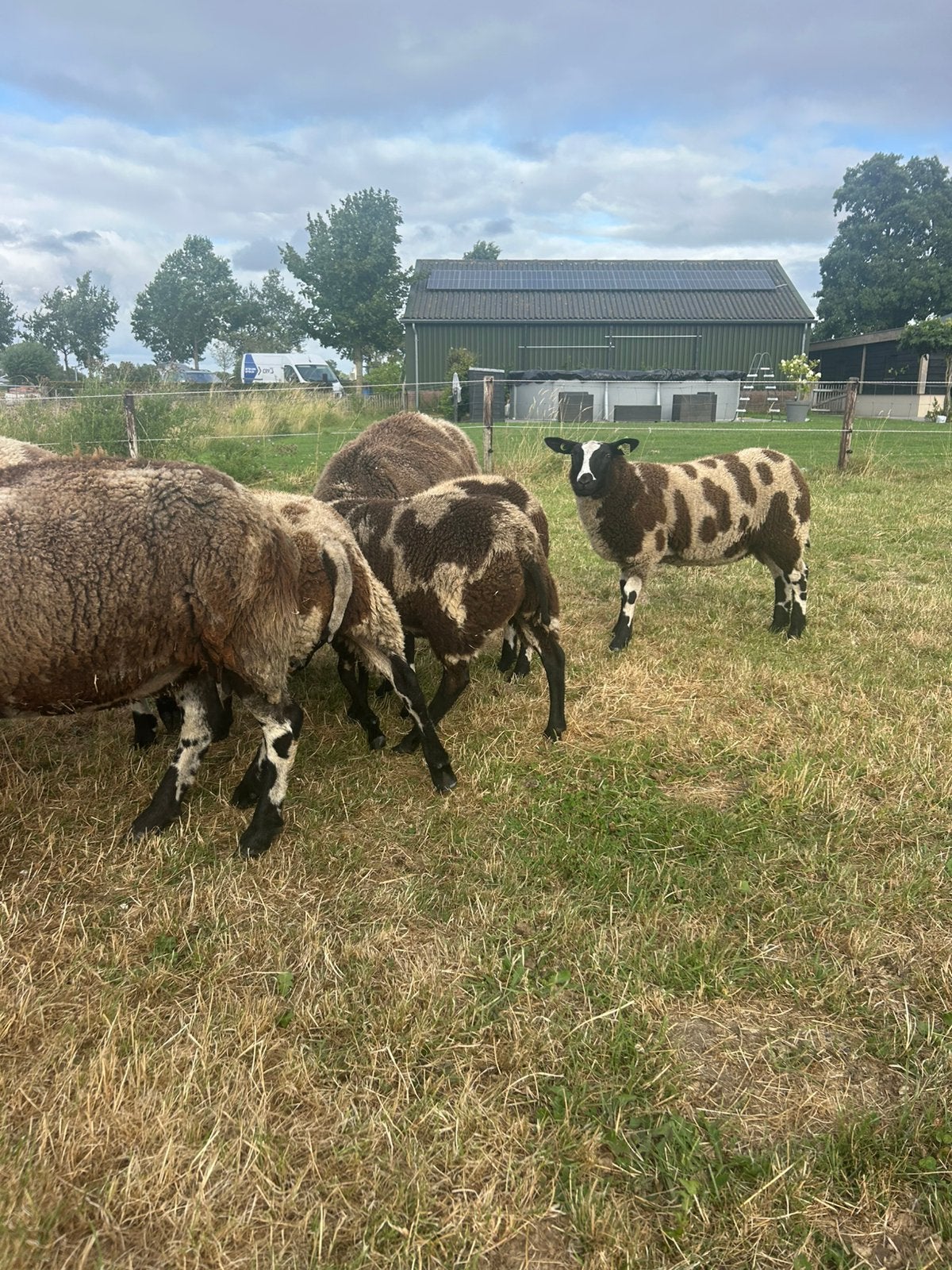 pak je kans !! 5 mooie bonte ooilammeren, Vrouwelijk, Schaap
