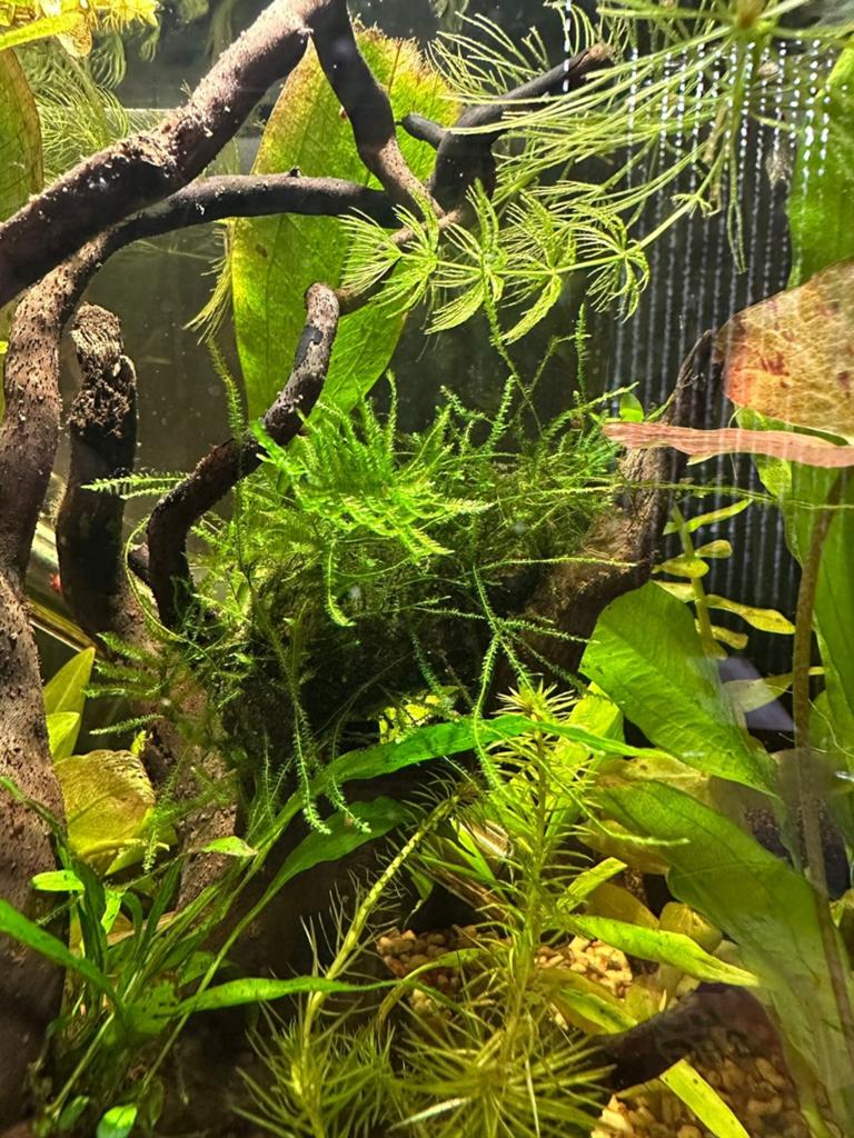 Lavastenen met javamos of Christmas mos, anubias, eikenblad, Dieren en Toebehoren, Vissen | Aquaria en Toebehoren, Ophalen of Verzenden