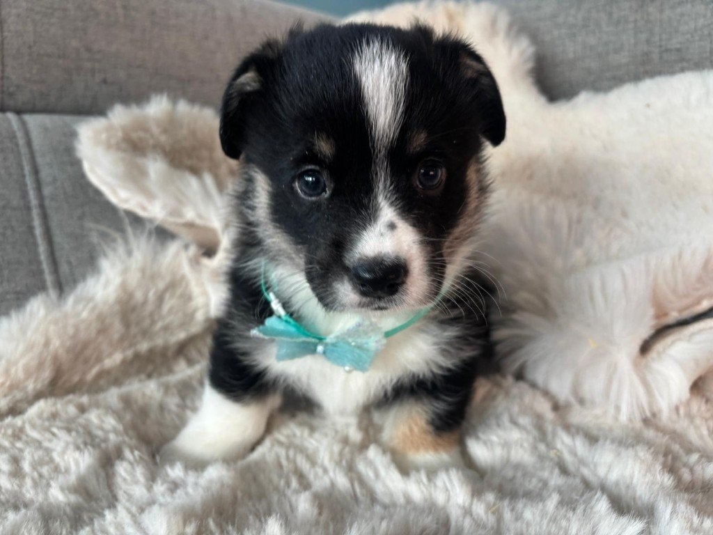 prachtige cardigan welsh corgi pups, België, Fokker | Hobbymatig, 8 tot 15 weken, Parvo