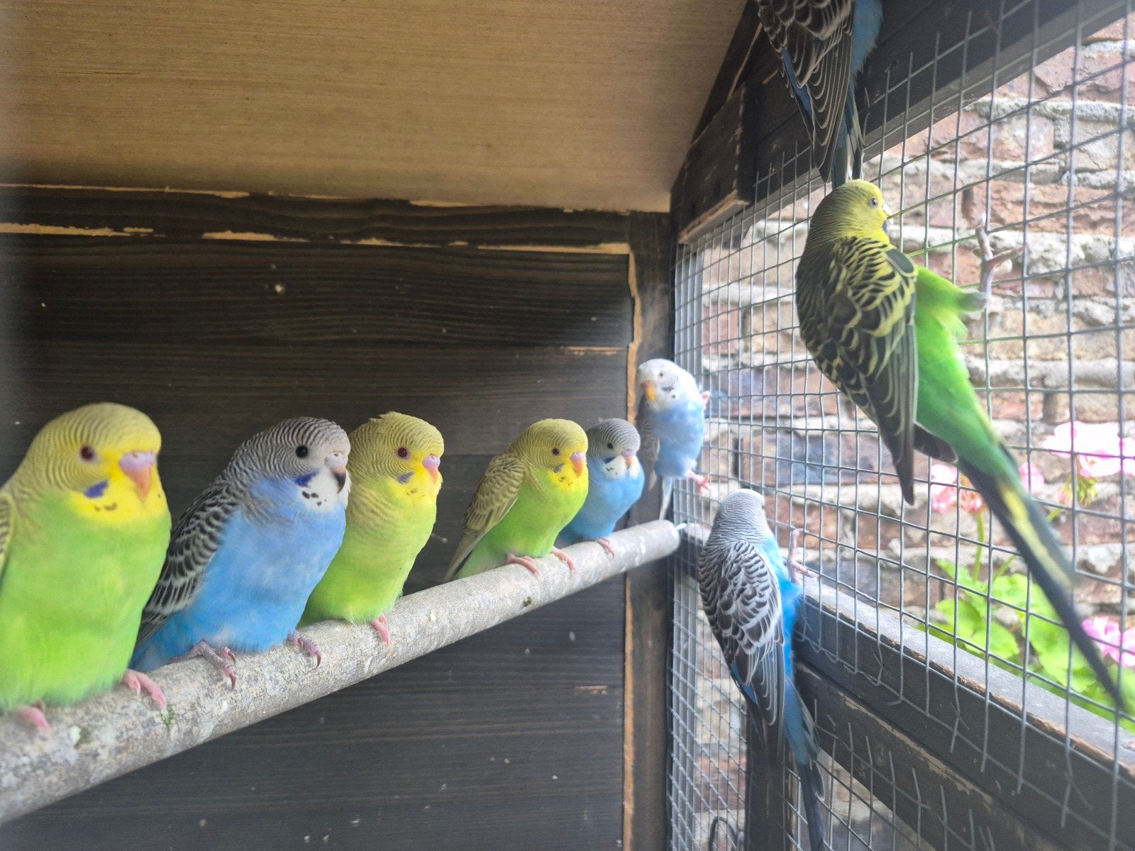 parkieten te koop!, Dieren en Toebehoren, Vogels | Parkieten en Papegaaien, Meerdere dieren, Parkiet