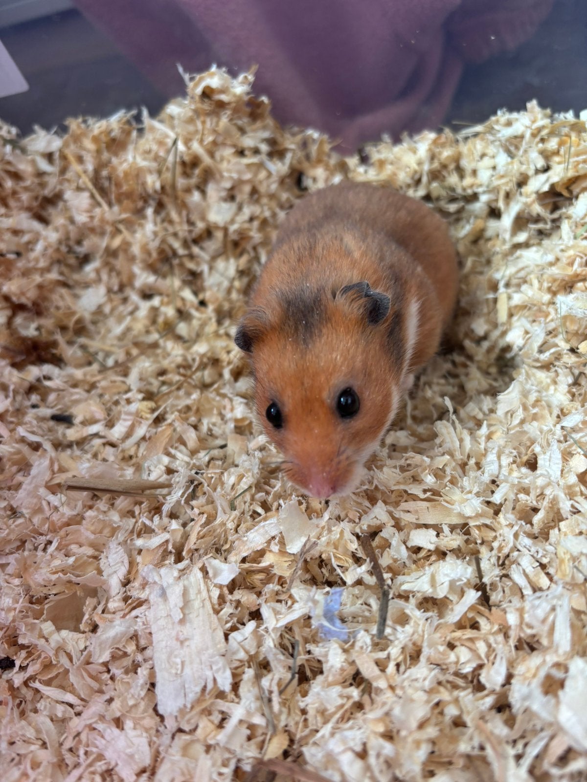 Lees de beschrijving goed! Syrishe goudhamster man, Dieren en Toebehoren, Hamster, Mannelijk, Januari, Tam