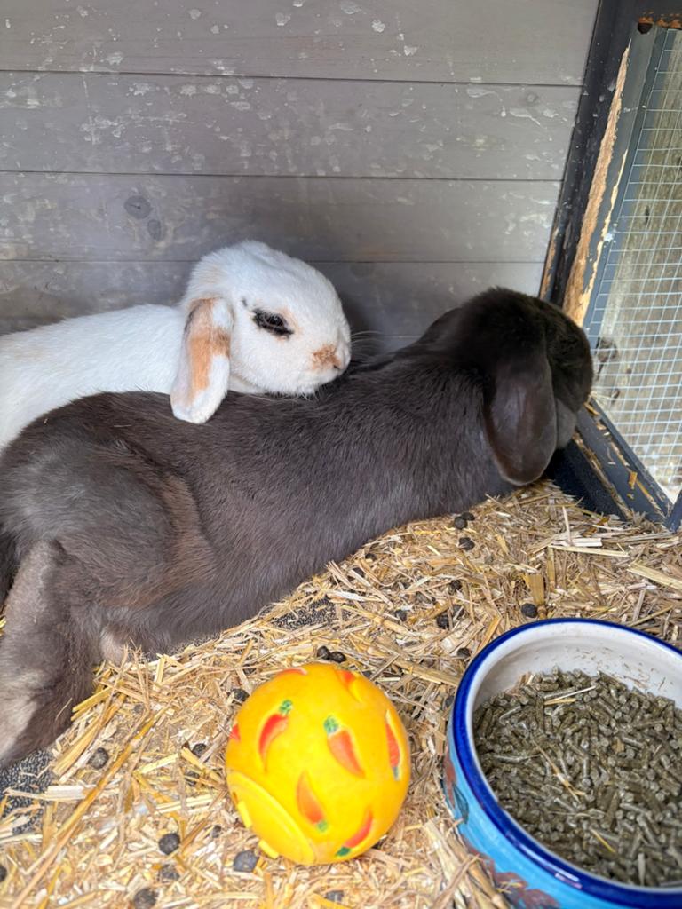 Twee lieve hangoor konijnen zoeken goed thuis, Dieren en Toebehoren, Konijnen, Vrouwelijk, Middelgroot, Hangoor, 0 tot 2 jaar