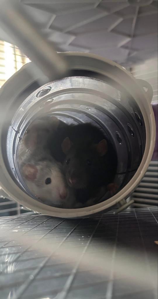 Mannelijke ratten, Dieren en Toebehoren, Knaagdieren, Rat, Mannelijk, Juli, Tam