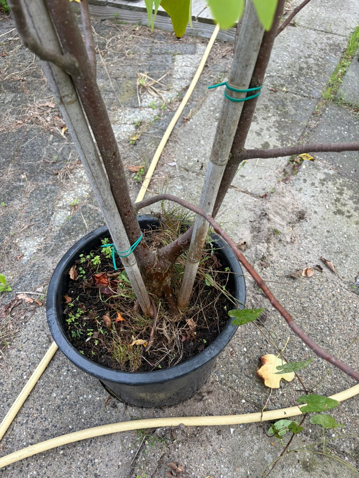 Tulpen boom meerstam € 45,00, Bloeit niet, Overige soorten, 100 tot 250 cm, Ophalen