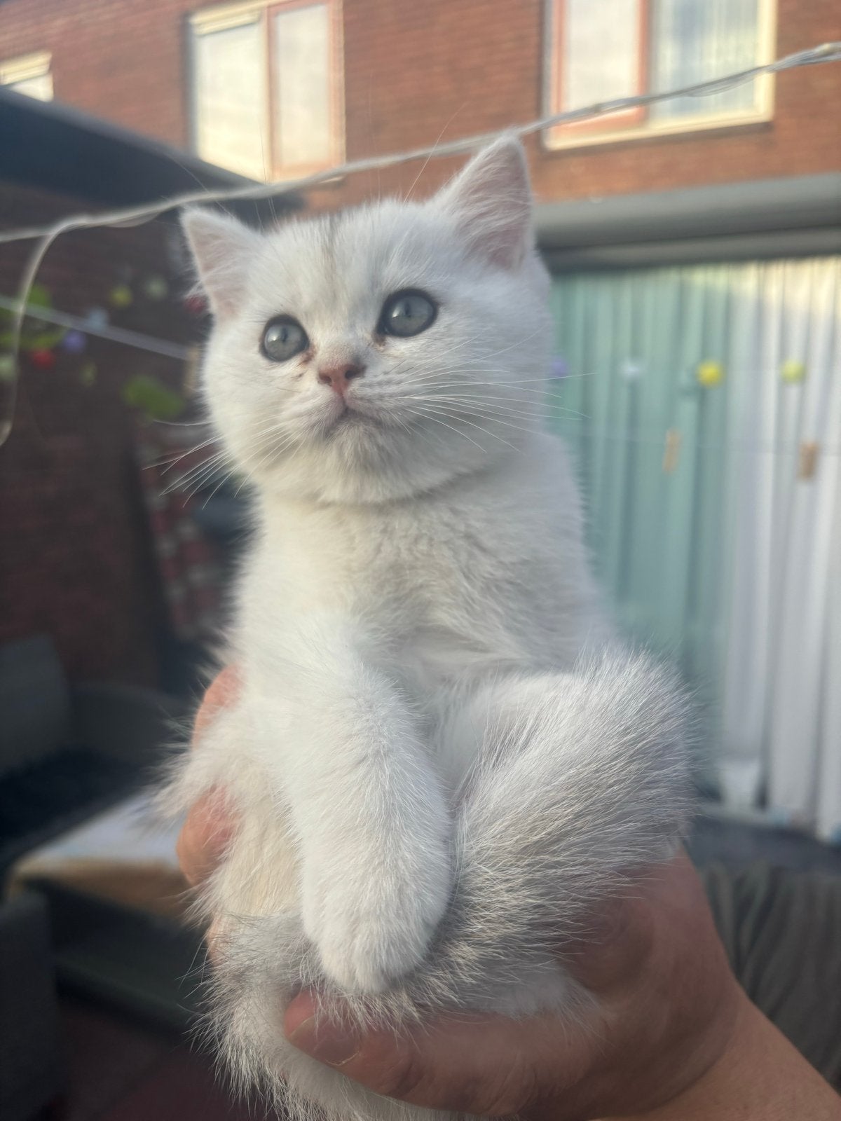 Britse Korthaar Kittens, Dieren en Toebehoren, Katten en Kittens | Overige Katten, Meerdere dieren
