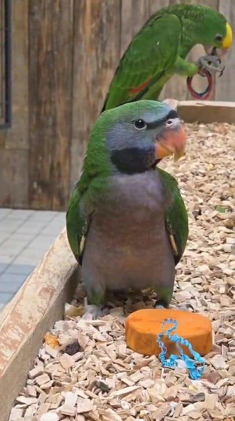 Jonge Baby Derbyan Parkieten | Handtam | Getest | Super lief