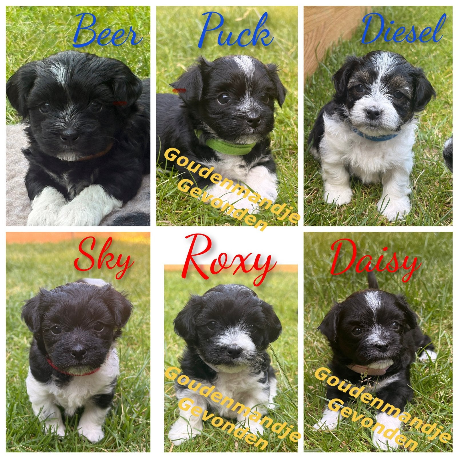 Boomer pups klein formaat, 8 tot 15 weken, Parvo, Meerdere, Meerdere dieren