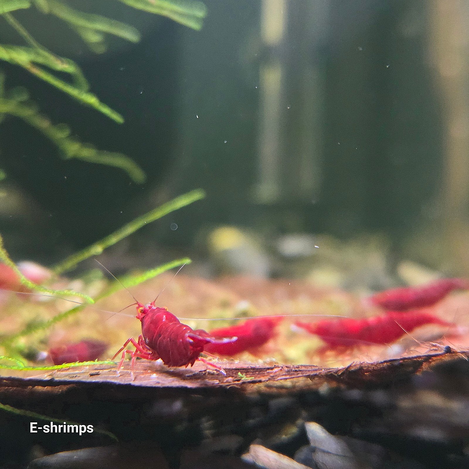 ☑️Rode | Bloody Mary OE Neocaridina-garnalen / high-grade, Dieren en Toebehoren, Vissen | Aquariumvissen, Kreeft, Krab of Garnaal