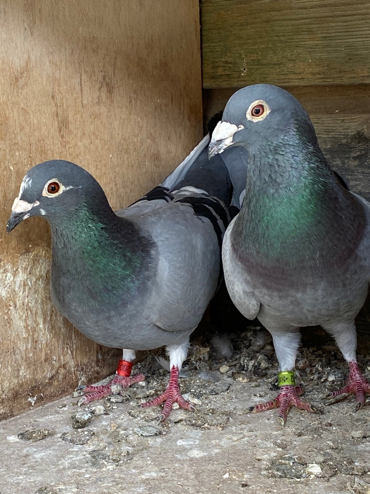Koppel postduiven, Dieren en Toebehoren, Vogels | Duiven, Meerdere dieren, Postduif