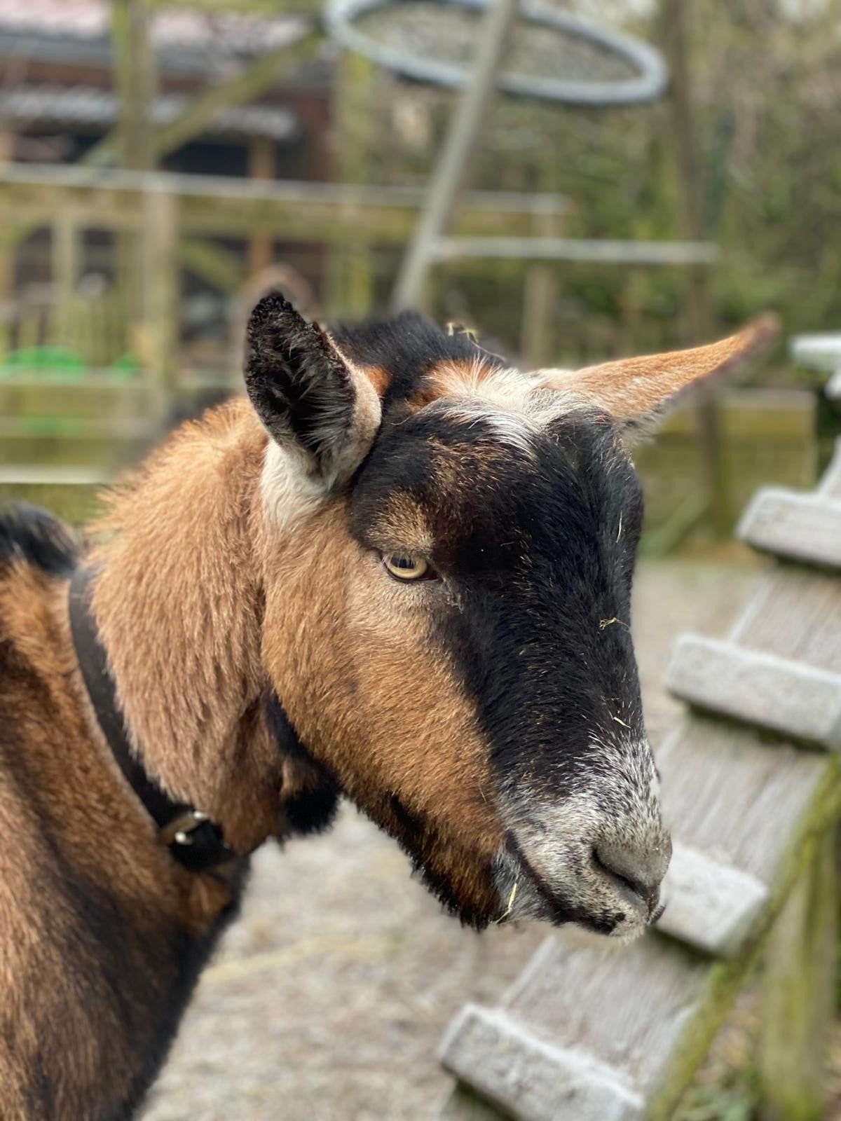 Lieve gecastreerde bok, Dieren en Toebehoren, Mannelijk, Geit, 3 tot 5 jaar