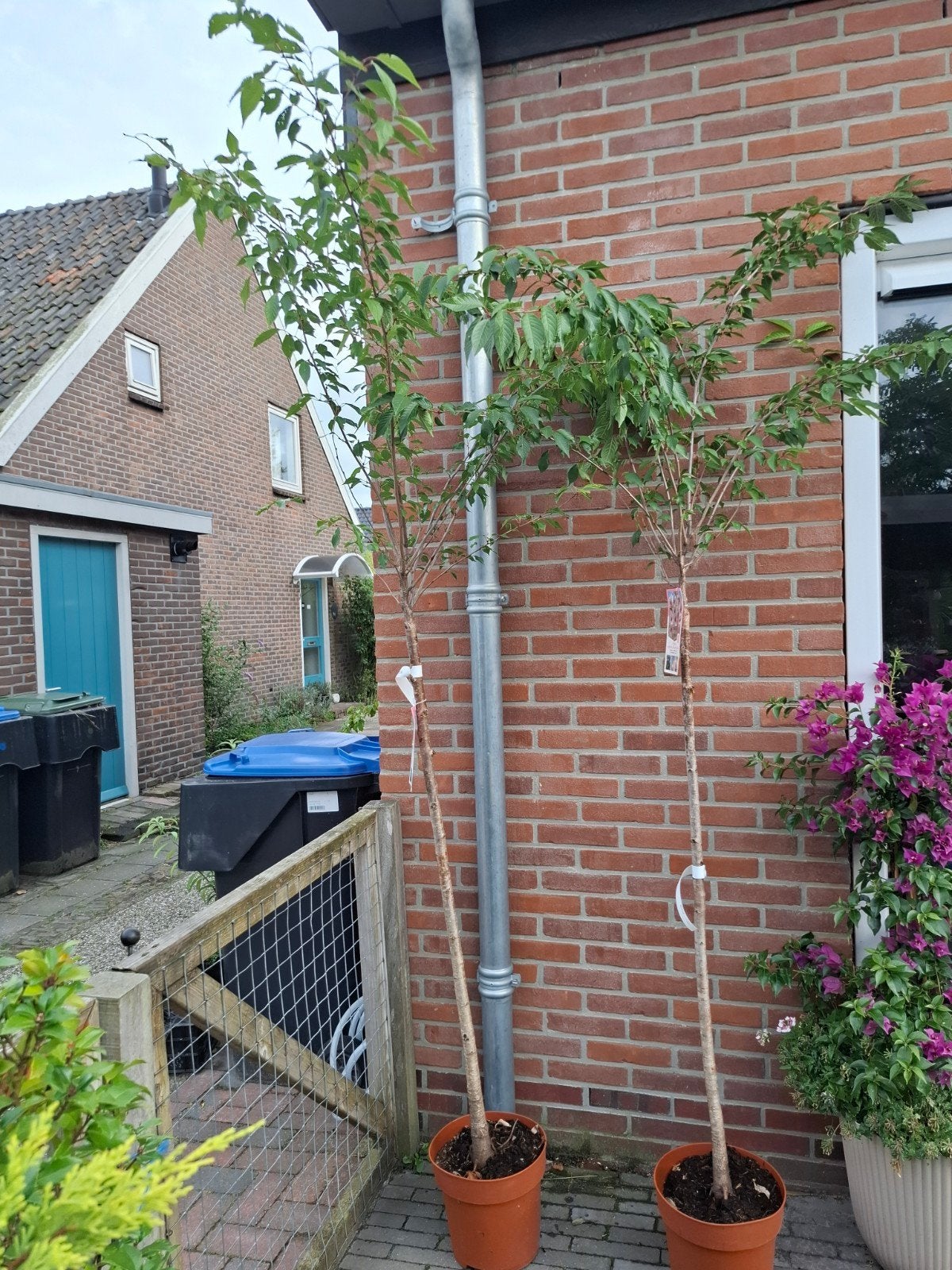 Prunus subhirtella 'Autumnalis Rosea' - Sierkers, Overige soorten, Lente, 100 tot 250 cm, Ophalen