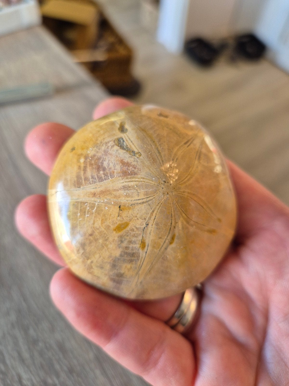 sand dollar zee-egel gefossiliseerd, Ophalen of Verzenden