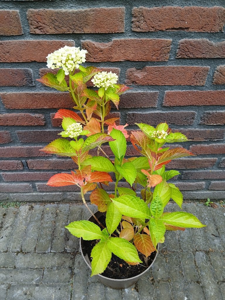 Te koop witte hortensia H65 cm B32 cm, Tuin en Terras, Planten | Tuinplanten, Vaste plant, Halfschaduw, Zomer, Ophalen
