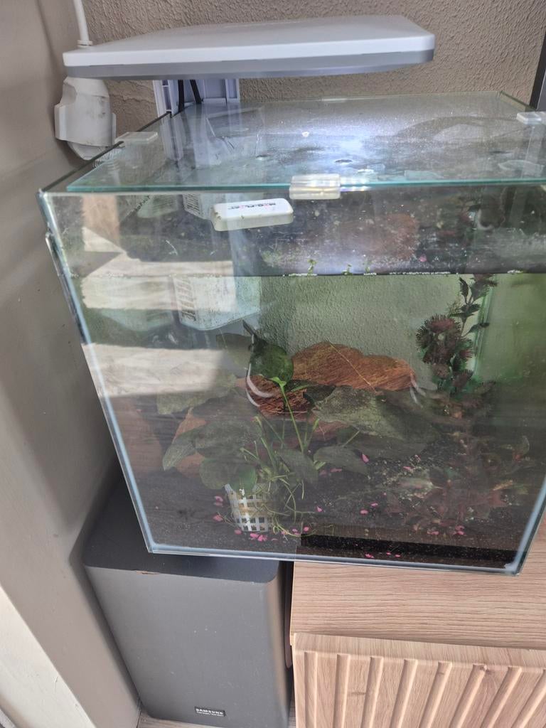 Qubiq 30 pro, Dieren en Toebehoren, Gebruikt, Overige merken, Leeg aquarium, Ophalen